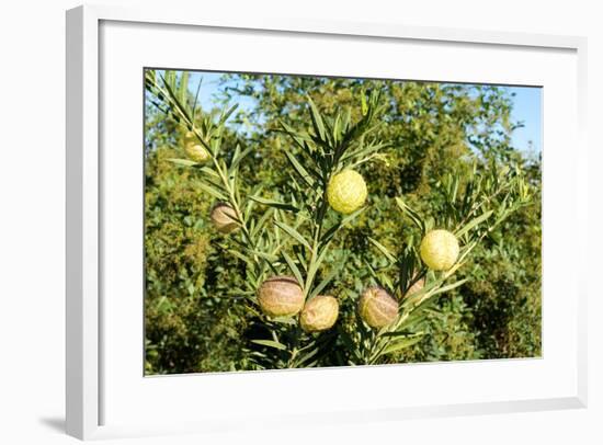 South Africa, Platycodon, Gomphocarpus Fruticosus-Catharina Lux-Framed Photographic Print