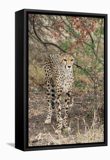 South Africa, Pretoria, Ann van Dye Cheetah Center. Cheetah.-Cindy Miller Hopkins-Framed Premier Image Canvas