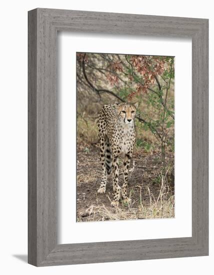 South Africa, Pretoria, Ann van Dye Cheetah Center. Cheetah.-Cindy Miller Hopkins-Framed Photographic Print