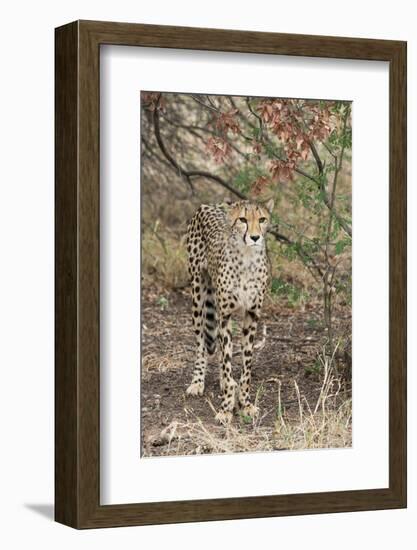 South Africa, Pretoria, Ann van Dye Cheetah Center. Cheetah.-Cindy Miller Hopkins-Framed Photographic Print