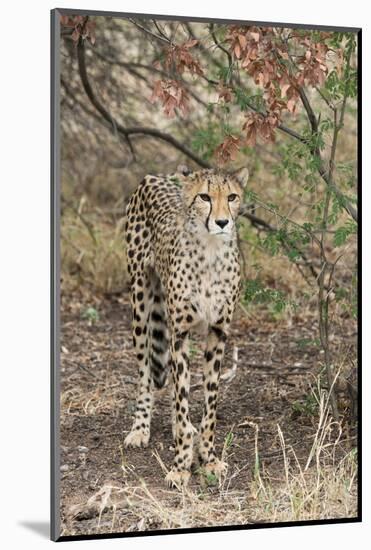 South Africa, Pretoria, Ann van Dye Cheetah Center. Cheetah.-Cindy Miller Hopkins-Mounted Photographic Print