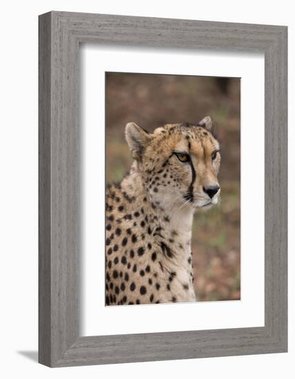 South Africa, Pretoria, Ann van Dyk Cheetah Center. Cheetah.-Cindy Miller Hopkins-Framed Photographic Print