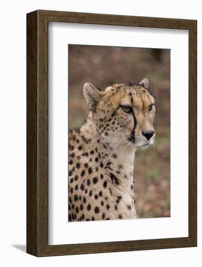 South Africa, Pretoria, Ann van Dyk Cheetah Center. Cheetah.-Cindy Miller Hopkins-Framed Photographic Print