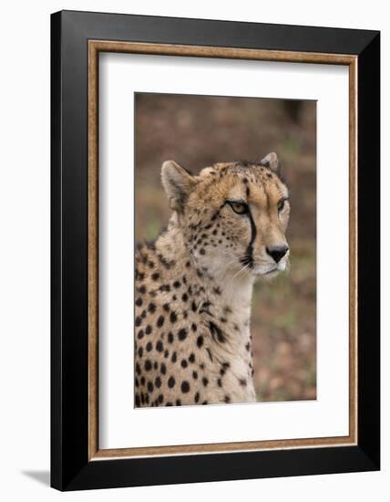 South Africa, Pretoria, Ann van Dyk Cheetah Center. Cheetah.-Cindy Miller Hopkins-Framed Photographic Print