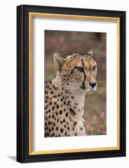South Africa, Pretoria, Ann van Dyk Cheetah Center. Cheetah.-Cindy Miller Hopkins-Framed Photographic Print