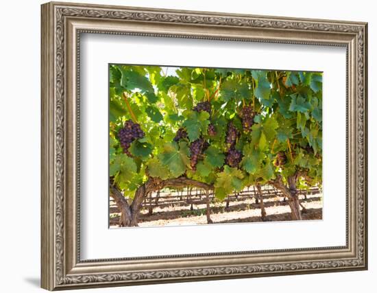 South Africa, Stellenbosch (Town), Bunches of Grapes-Catharina Lux-Framed Photographic Print