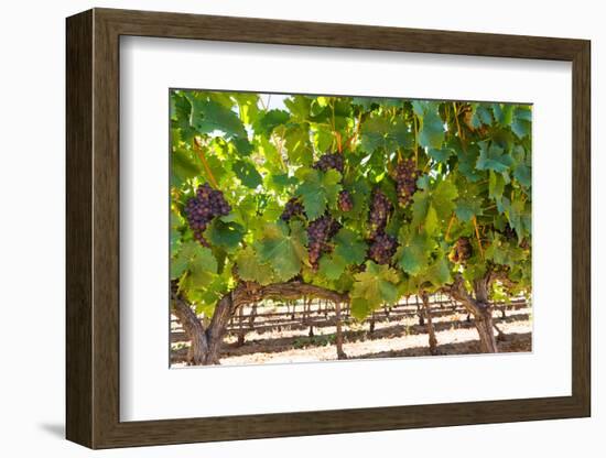 South Africa, Stellenbosch (Town), Bunches of Grapes-Catharina Lux-Framed Photographic Print