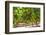 South Africa, Stellenbosch (Town), Bunches of Grapes-Catharina Lux-Framed Photographic Print