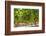 South Africa, Stellenbosch (Town), Bunches of Grapes-Catharina Lux-Framed Photographic Print