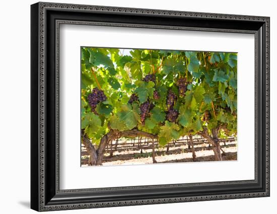 South Africa, Stellenbosch (Town), Bunches of Grapes-Catharina Lux-Framed Photographic Print