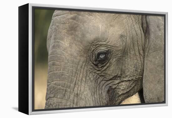 South Africa. Very Rare Blue-Eyed Elephant-Jaynes Gallery-Framed Premier Image Canvas