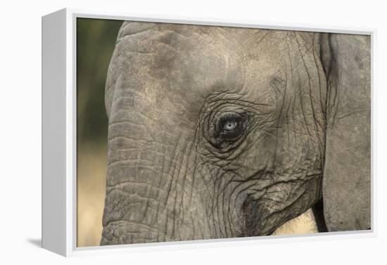 South Africa. Very Rare Blue-Eyed Elephant-Jaynes Gallery-Framed Premier Image Canvas