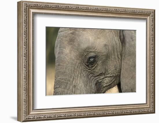 South Africa. Very Rare Blue-Eyed Elephant-Jaynes Gallery-Framed Photographic Print