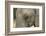 South Africa. Very Rare Blue-Eyed Elephant-Jaynes Gallery-Framed Photographic Print