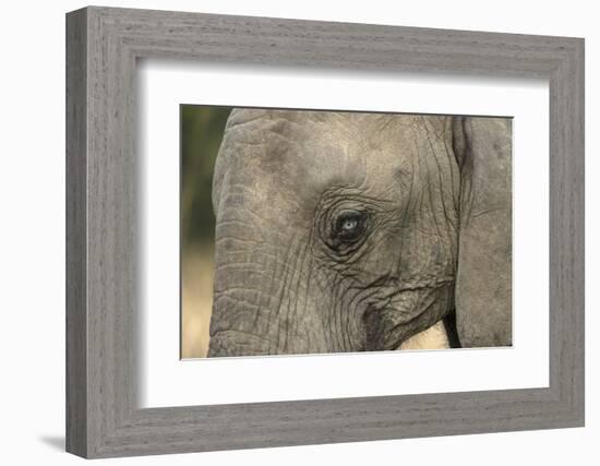 South Africa. Very Rare Blue-Eyed Elephant-Jaynes Gallery-Framed Photographic Print