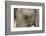 South Africa. Very Rare Blue-Eyed Elephant-Jaynes Gallery-Framed Photographic Print