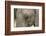 South Africa. Very Rare Blue-Eyed Elephant-Jaynes Gallery-Framed Photographic Print