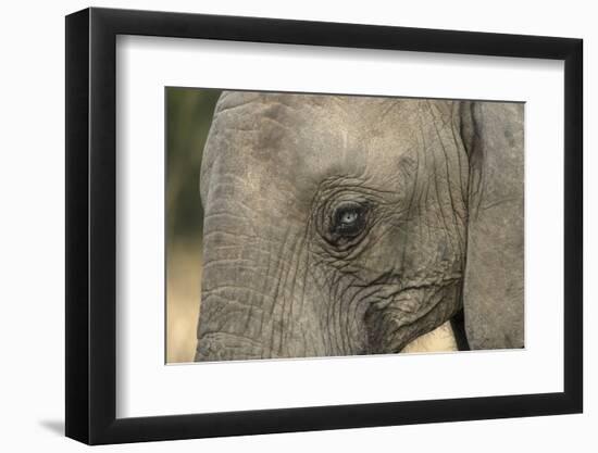 South Africa. Very Rare Blue-Eyed Elephant-Jaynes Gallery-Framed Photographic Print