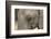 South Africa. Very Rare Blue-Eyed Elephant-Jaynes Gallery-Framed Photographic Print