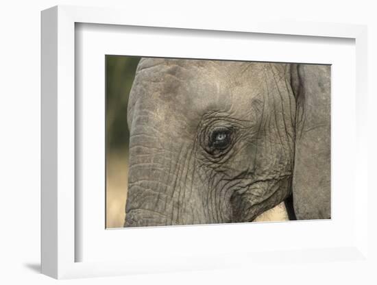 South Africa. Very Rare Blue-Eyed Elephant-Jaynes Gallery-Framed Photographic Print