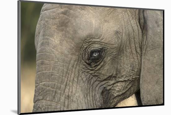 South Africa. Very Rare Blue-Eyed Elephant-Jaynes Gallery-Mounted Photographic Print
