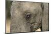 South Africa. Very Rare Blue-Eyed Elephant-Jaynes Gallery-Mounted Photographic Print