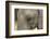 South Africa. Very Rare Blue-Eyed Elephant-Jaynes Gallery-Framed Photographic Print