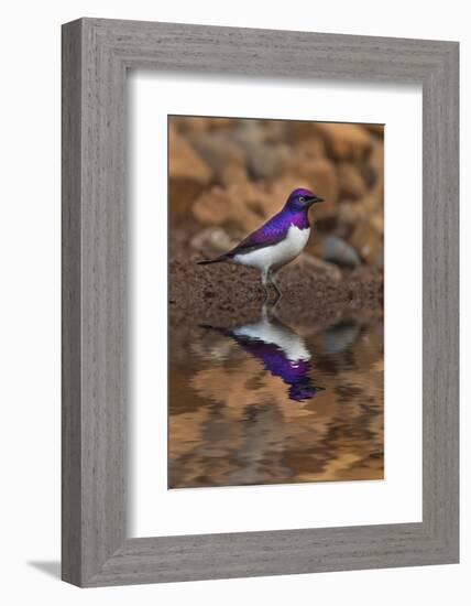 South Africa. Violet-backed starling reflects in a waterhole.-Jaynes Gallery-Framed Photographic Print