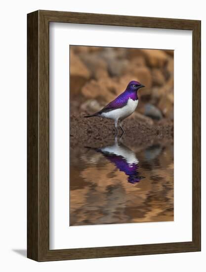 South Africa. Violet-backed starling reflects in a waterhole.-Jaynes Gallery-Framed Photographic Print