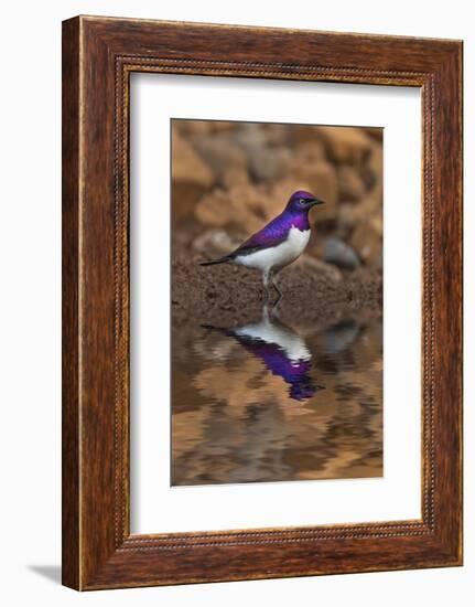 South Africa. Violet-backed starling reflects in a waterhole.-Jaynes Gallery-Framed Photographic Print