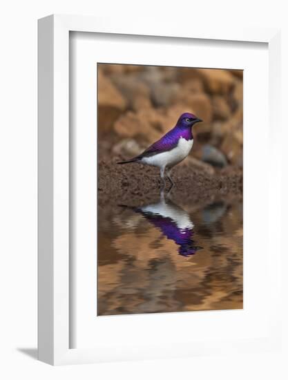 South Africa. Violet-backed starling reflects in a waterhole.-Jaynes Gallery-Framed Photographic Print