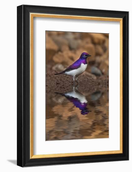 South Africa. Violet-backed starling reflects in a waterhole.-Jaynes Gallery-Framed Photographic Print