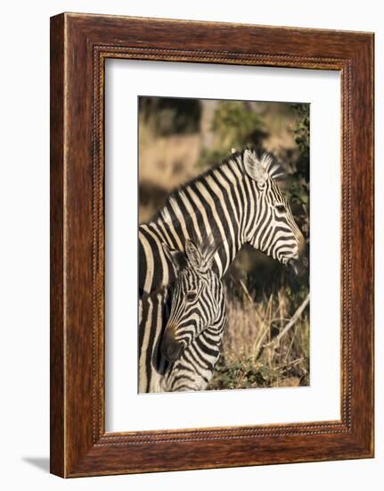 South Africa, Welgevonden Game Reserve. Adult and juvenile zebras.-Jaynes Gallery-Framed Photographic Print