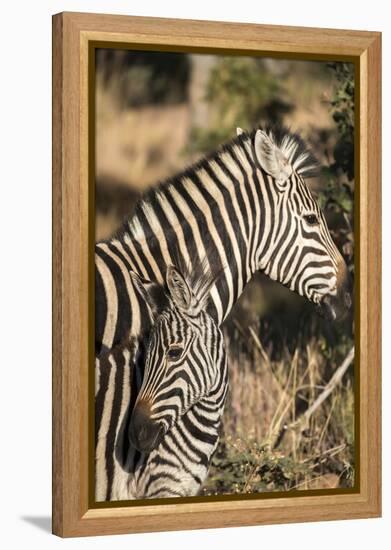 South Africa, Welgevonden Game Reserve. Adult and juvenile zebras.-Jaynes Gallery-Framed Premier Image Canvas