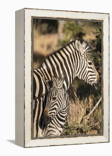 South Africa, Welgevonden Game Reserve. Adult and juvenile zebras.-Jaynes Gallery-Framed Premier Image Canvas