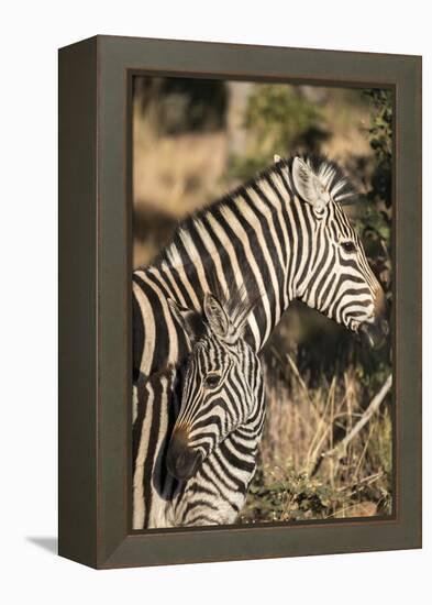 South Africa, Welgevonden Game Reserve. Adult and juvenile zebras.-Jaynes Gallery-Framed Premier Image Canvas