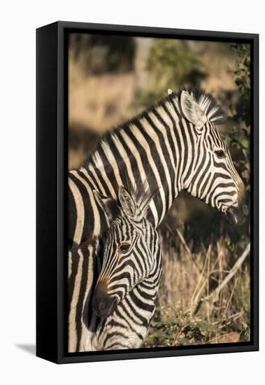 South Africa, Welgevonden Game Reserve. Adult and juvenile zebras.-Jaynes Gallery-Framed Premier Image Canvas