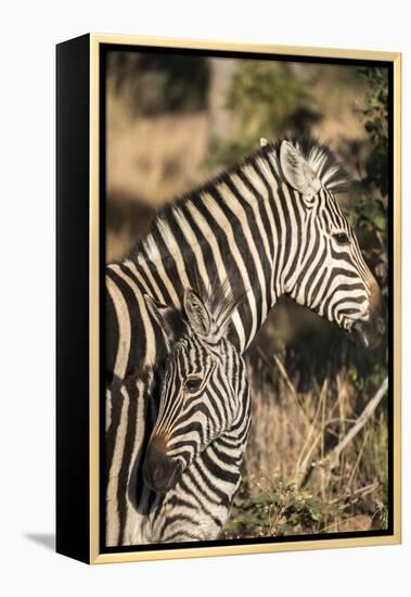 South Africa, Welgevonden Game Reserve. Adult and juvenile zebras.-Jaynes Gallery-Framed Premier Image Canvas