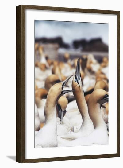 South Africa, Western Cape, High Jinks in the Gannet Colony-Stuart Westmorland-Framed Photographic Print