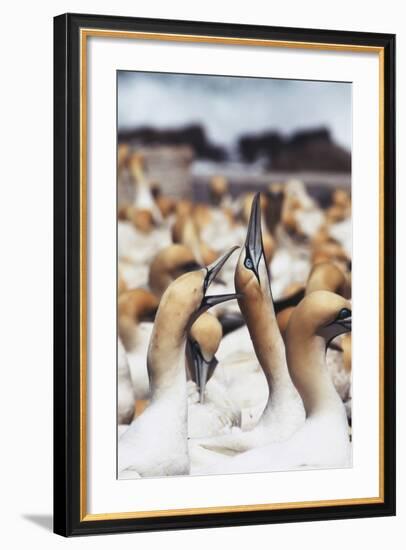 South Africa, Western Cape, High Jinks in the Gannet Colony-Stuart Westmorland-Framed Photographic Print