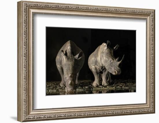 South Africa. White rhinos drinking at a waterhole at night.-Jaynes Gallery-Framed Photographic Print