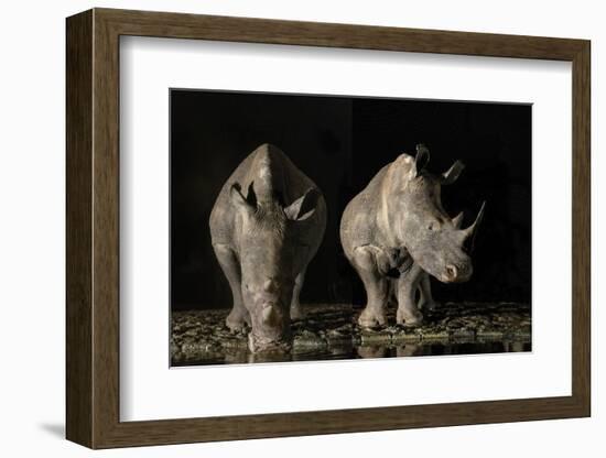 South Africa. White rhinos drinking at a waterhole at night.-Jaynes Gallery-Framed Photographic Print