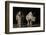 South Africa. White rhinos drinking at a waterhole at night.-Jaynes Gallery-Framed Photographic Print