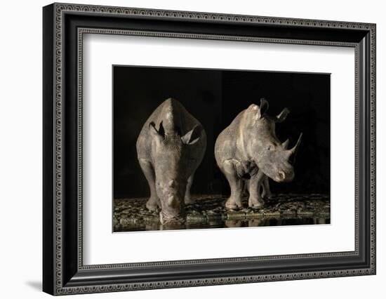 South Africa. White rhinos drinking at a waterhole at night.-Jaynes Gallery-Framed Photographic Print