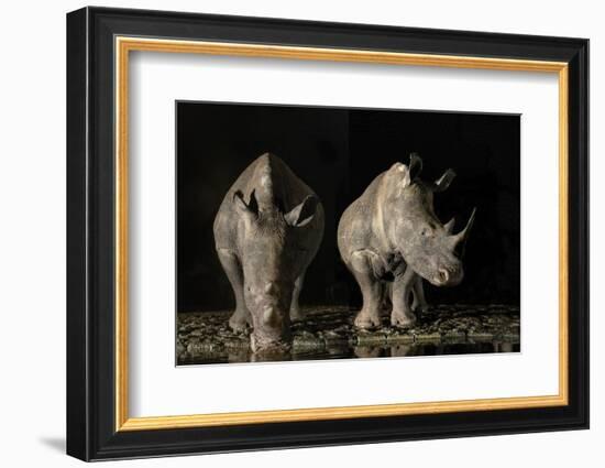 South Africa. White rhinos drinking at a waterhole at night.-Jaynes Gallery-Framed Photographic Print