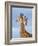 South African / Cape giraffe mock fighting, South Africa-Mary McDonald-Framed Photographic Print