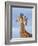 South African / Cape giraffe mock fighting, South Africa-Mary McDonald-Framed Photographic Print