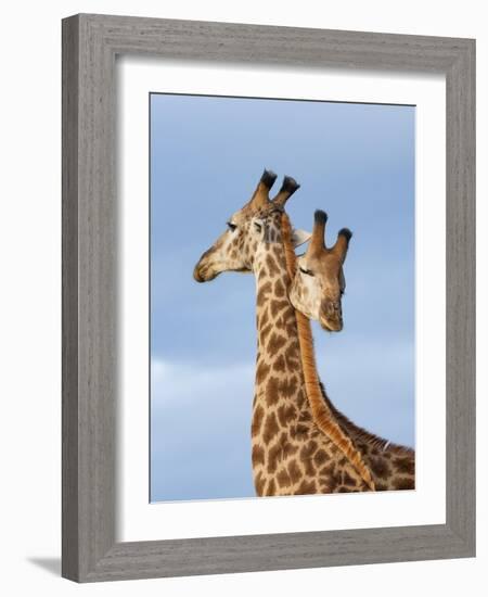 South African / Cape giraffe mock fighting, South Africa-Mary McDonald-Framed Photographic Print