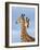 South African / Cape giraffe mock fighting, South Africa-Mary McDonald-Framed Photographic Print