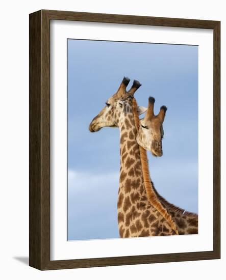 South African / Cape giraffe mock fighting, South Africa-Mary McDonald-Framed Photographic Print
